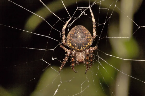 Spider Araneidae Belianchip Tripura State India — Stock Photo, Image