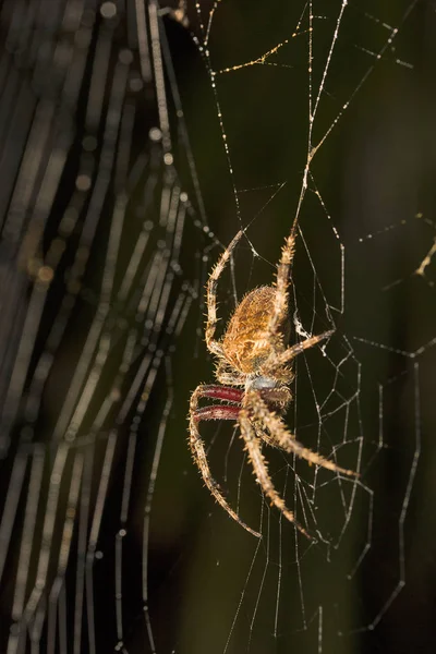 Spider Araneidae Belianchip État Tripura Inde — Photo