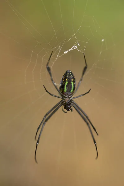 Spider Leucauge Tetragnathidae Jampue Hills Tripura Índia — Fotografia de Stock