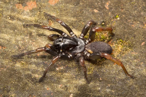 Pająk Nemesiidae Gumti Tripura Stanu Indii — Zdjęcie stockowe