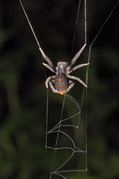 Spider Stegodyphus Mirandus Eresidae Aarey Milk Colony Mumbai Índia — Fotografia de Stock