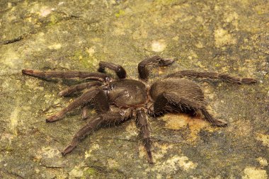 Örümcek, Theraphosidae Agumbe Arrsc Karnataka Hindistan Close-up