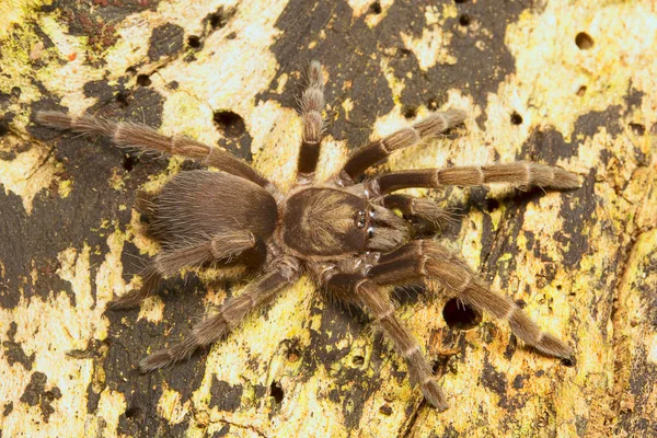 Närbild Spindel Spindlar Belianchip Tripura Indien — Stockfoto