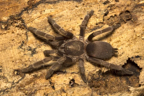 Örümcek Theraphosidae Belianchip Tripura Hindistan Close — Stok fotoğraf