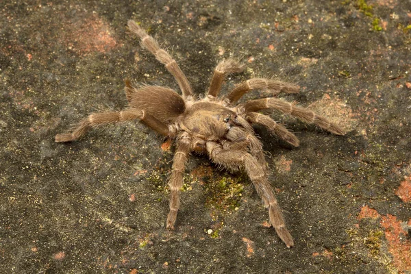 Γκρο Πλαν Της Αράχνης Theraphosidae Gumti Tripura Ινδία — Φωτογραφία Αρχείου