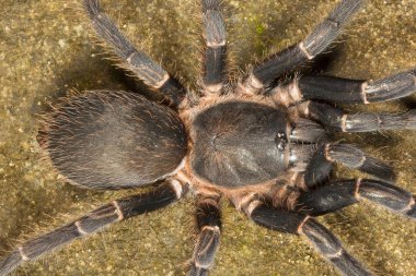 Tarantula, Chilobrachys sp, Theraphosidae Gumti Tripura Hindistan