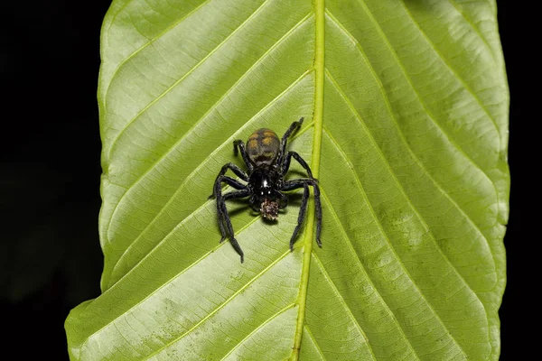 Primer Plano Araña Hoja Trishna Del Estado Tripura India —  Fotos de Stock