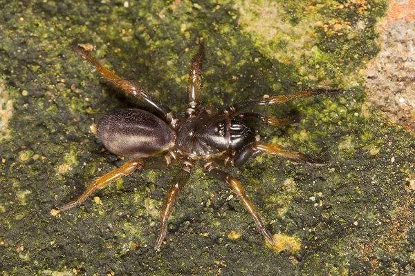 Tarantula Naturalnym Środowisku Nemisidae Pobliżu Gurjee Tripura Indie — Zdjęcie stockowe