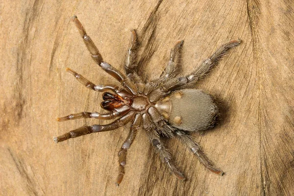 Tarantula Natuurlijke Habitat Vogelspinnen Gurjee Tripura India — Stockfoto