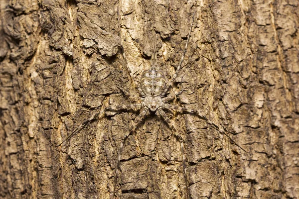 树干蜘蛛或二尾蜘蛛 Hersilia Hersiliidae Aarey 牛奶殖民地孟买 — 图库照片