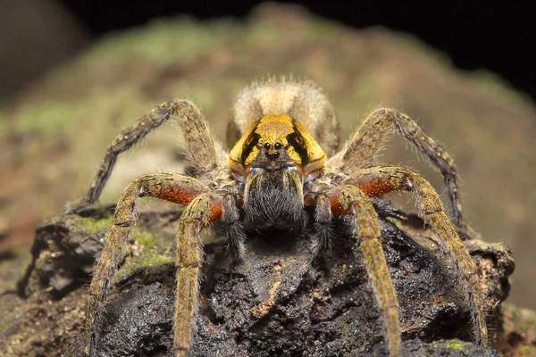 Putující Pavouk Ctenus Tripura Jaroslava Ctenidae Indie — Stock fotografie