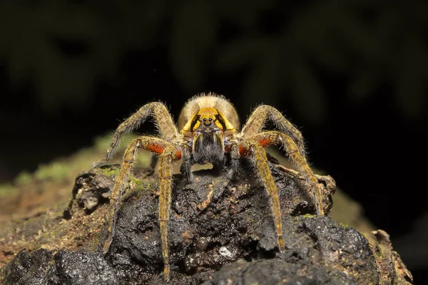 Wanderspinne Ctenus Ctenidae Trishna Tripura India — Stockfoto