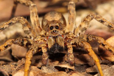 Kurt örümcek, Lycosa sp, Lycosidae, Aarey süt koloni Mumbai Hindistan