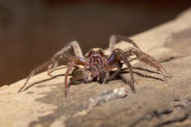 Kurt örümcek, Lycosidae Madhya Pradesh Hindistan Close-up