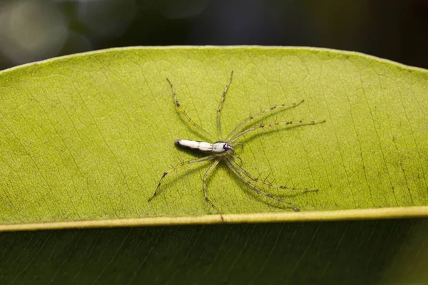 White Lynx Spider Oxyopes Shweta Oxyopidae Aarey Milk Colony Mumbai — Stock Photo, Image