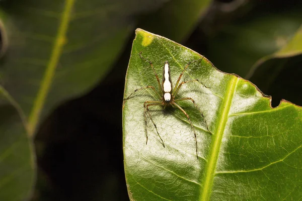 Lynx Blanc Araignée Oxyopes Shweta Oxyopidés Aarey Colonie Laitière Mumbai — Photo