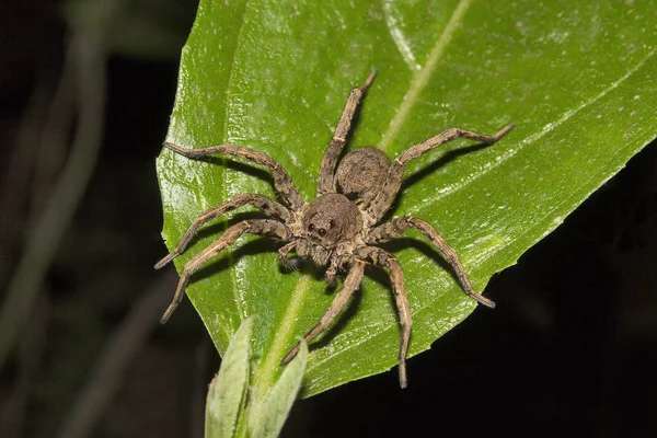 Lobo Aranha Lycosa Lycosidae Aarey Colônia Leite Mumbai Índia — Fotografia de Stock