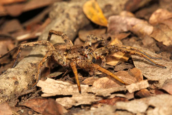 Farkas Pók Lycosa Lycosidae Aarey Tej Kolónia Mumbai India — Stock Fotó