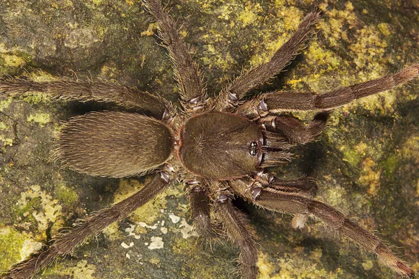 Vista Dorsal Araña Theraphosidae Agumbe Arrsc Karnataka Estado India — Foto de Stock