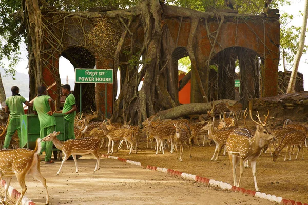 Eje Chital Cheetal Del Ciervo Manchado India Isla Ross Andaman — Foto de Stock