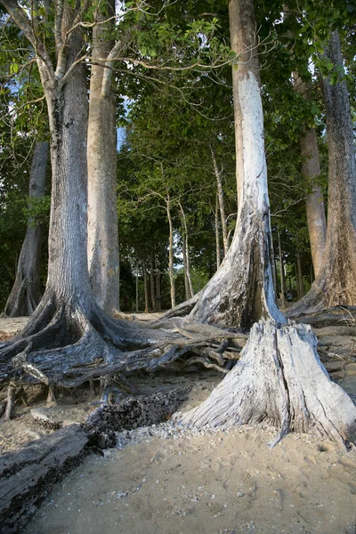 Vue Rapprochée Des Arbres Centenaires Comme Plage Chidiya Tapu Andaman — Photo