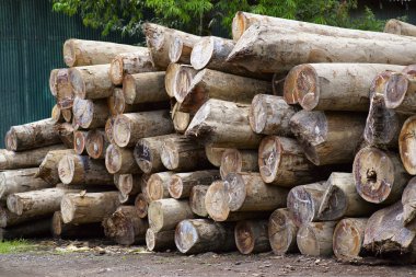 Port Blair, Andaman, Chatham Saw Mill Haddo ahşap günlükleri