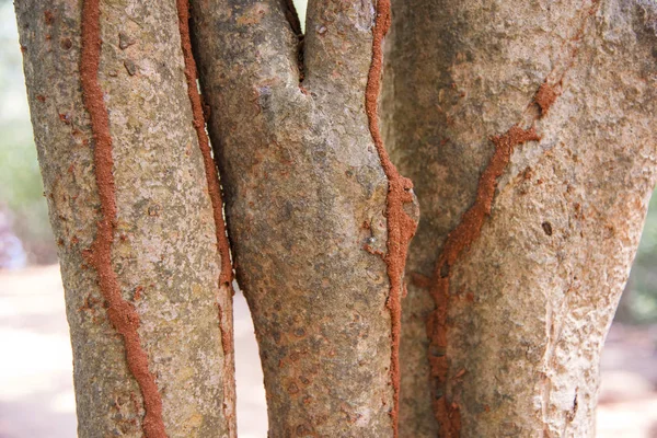 Close Termite Tracks Tree Trunk Pondicherry India — Stock Photo, Image