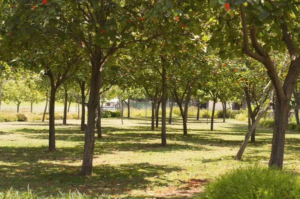 Vista Panorâmica Com Gramado Verde Com Árvores Parque Sob Luz — Fotografia de Stock