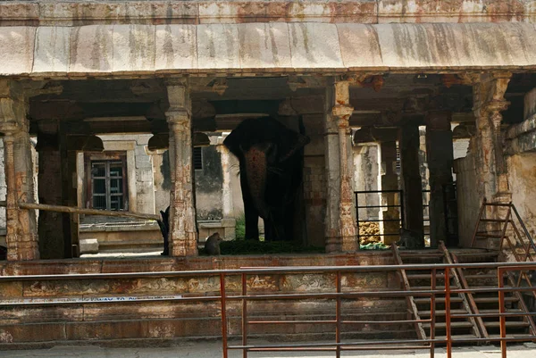Egy Elefánt Egy Fontos Rab Templomot Anna Templom Hampi Karnataka — Stock Fotó