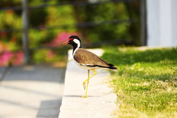 국립공원 Lapwing Vanellus Indicus Maharashtra — 스톡 사진