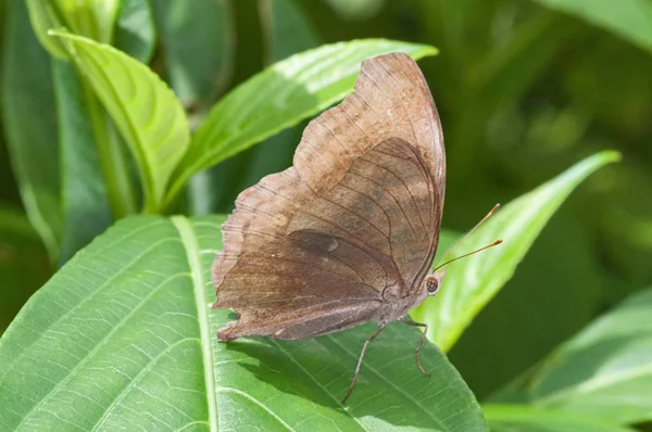 Schmetterling Auf Blatt Indien — Stockfoto