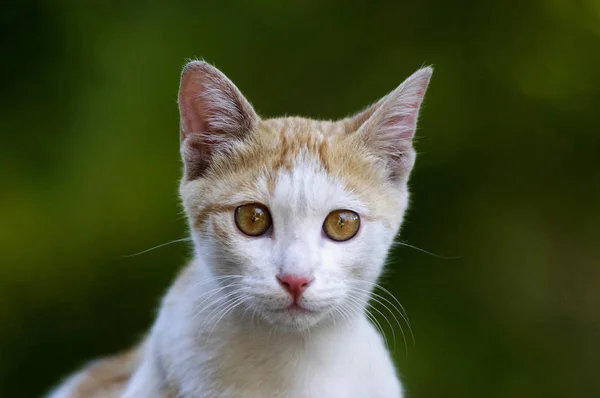 Крупный План Домашней Кошки Felis Catus Индия — стоковое фото