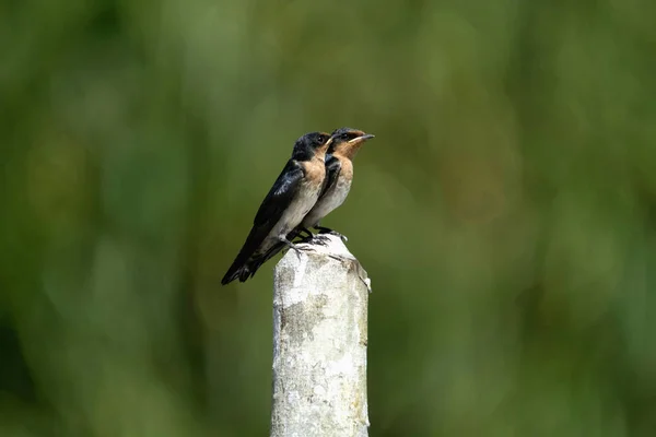 Pacific Swallow Indonesië Kleine Zangvogel Uit Familie Van Zwaluw Deze — Stockfoto