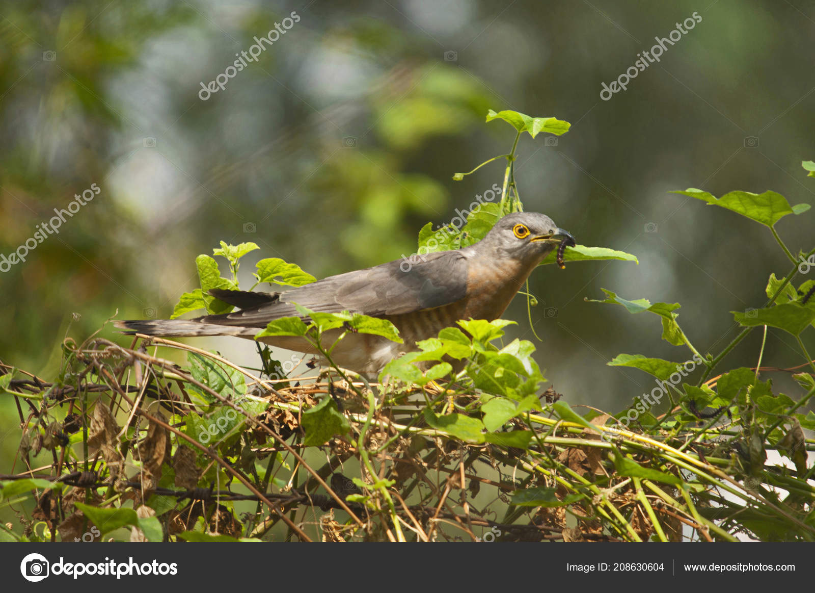 Commune Coucou Hierococcyx Varius Populairement Connu Comme