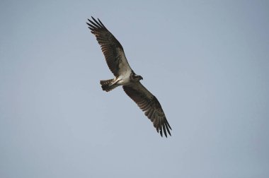 Sorguç, Pandion haliaetus - balık kartalı, deniz şahin, nehir şahin ve balık hawk, Hindistan olarak da bilinir