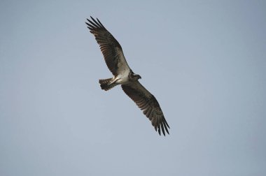 The osprey, Pandion haliaetus - also called fish eagle, sea hawk, river hawk, and fish hawk, India clipart