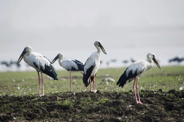 Asiatiska Öppen Bill Stork Anastomus Oscitans Stor Fågel Familjen Stork — Stockfoto