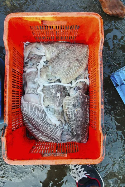 Squids Sale Fish Market Dapoli Maharashtra India — Stock Photo, Image