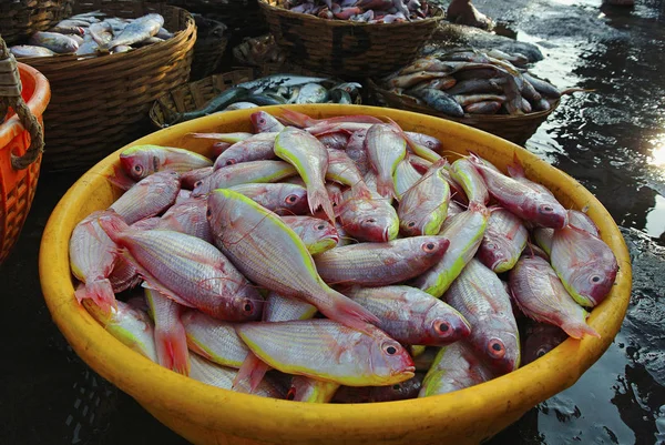 Pesce Tenuto Vendita Nel Mercato Del Pesce Villaggio Harney Konkan — Foto Stock