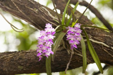 Bir ağaç, Maharastra, Hindistan üzerinde orkide çiçekleri