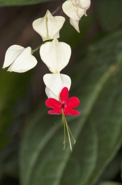 Clerodendrum thomsoniae durumda Maharashtra, Hindistan Close-up