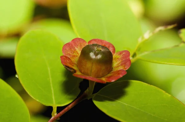 Petite Fleur Sauvage Rouge Dans Nature Inde — Photo