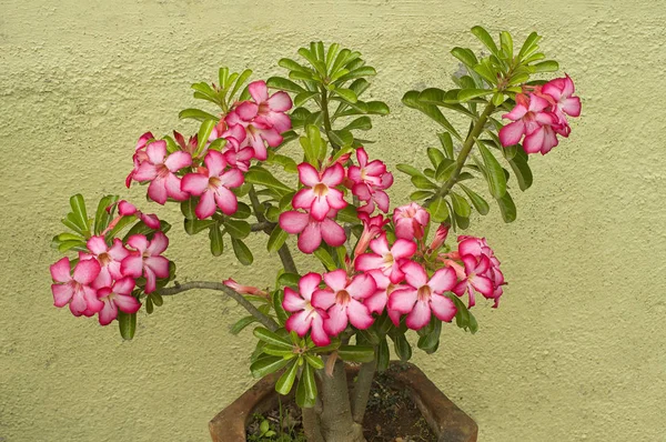 Букет Розовых Садовых Цветов Сажают Индии — стоковое фото