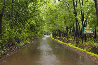 Road in konkan on a rainy day, India during monsoon clipart