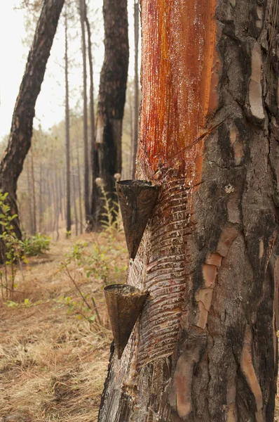 Gomme Est Extraite Pin Almora District Uttarakhand Inde — Photo