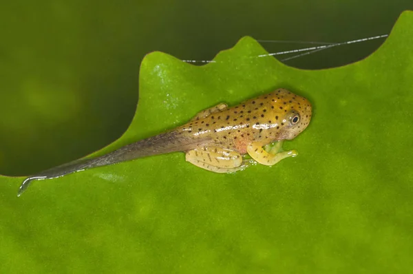 Tadpole Malabar Gliding Frog Rhacophorus Malabaricus Índia — Fotografia de Stock