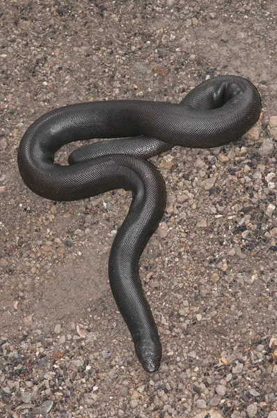 Nahaufnahme Der Indischen Sandboa Eryx Johnii Maharashtra Indien — Stockfoto