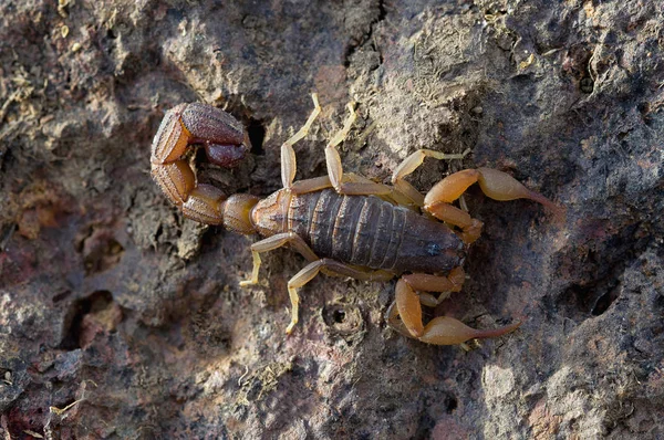 Hottentotta Tamulus, Aile Buthidae. Hint kırmızı scoprion, biri en yaygın akrep Hindistan tür dağıtılan.