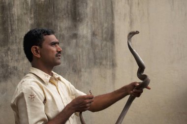 MAHARASHTRA, INDIA, July 2012, Man holds cobra during Naga Panchami festival clipart