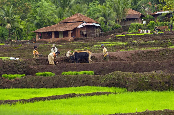 Konkan 马哈拉施特拉邦 2012年6月 农民在季风季节在农场工作 — 图库照片